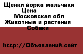 Щенки йорка мальчики › Цена ­ 10 000 - Московская обл. Животные и растения » Собаки   